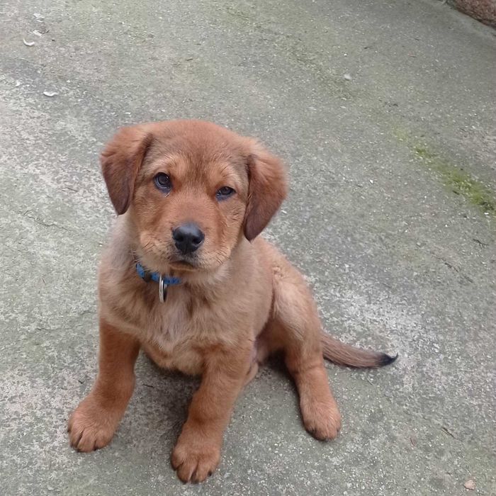 Подарява се кученце на шест месеца