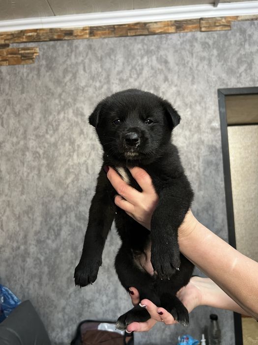 Месячные щенки бельгийской овчарки