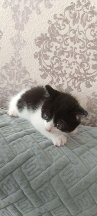 Отдам котенка девочка