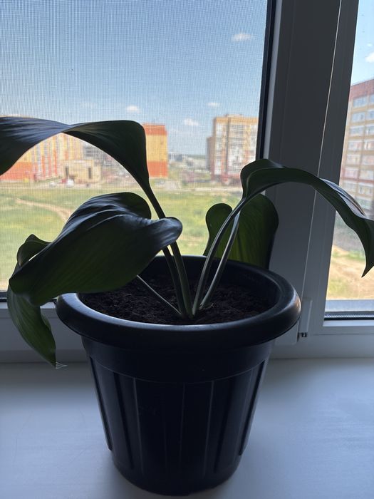 Продам комнатные цветы