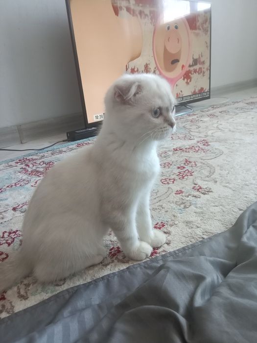 Котенок шотландский вислоухий девочка