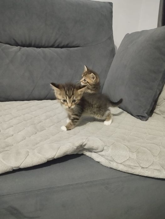 Отдам котят в хорошие руки