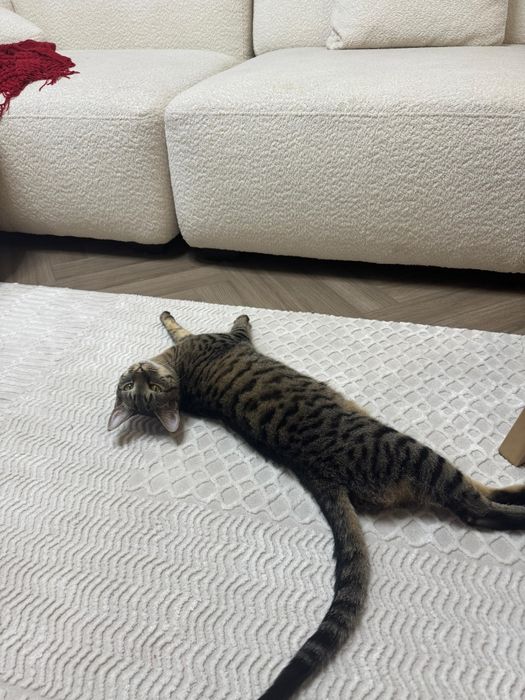 Кот очень умный ходит на унитаз