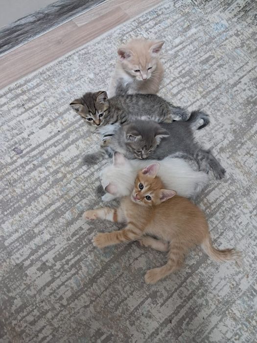 Отдам котят в добрые руки