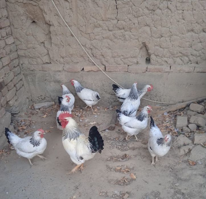 Adler jojalari sotiladi 1 oyli 35 mindan