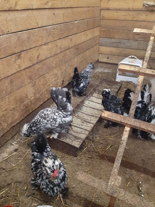 Струмски бантам!