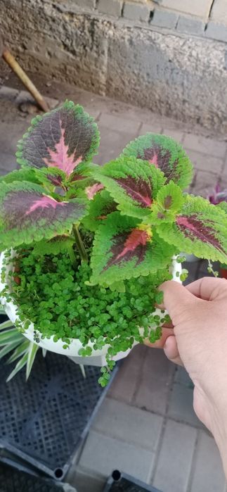 Продам комнатные растения