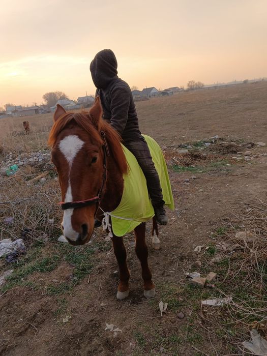 Продам коня 2.5 года