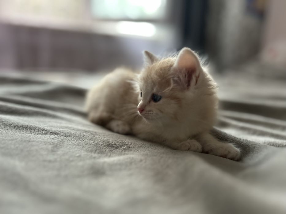 Отдаю котят в добрые руки