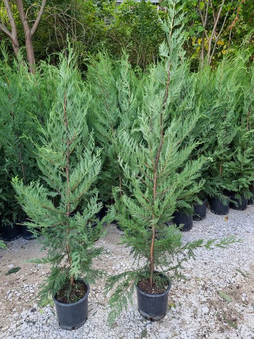 Chiparos leylandi de la 1.3 la 3 metri