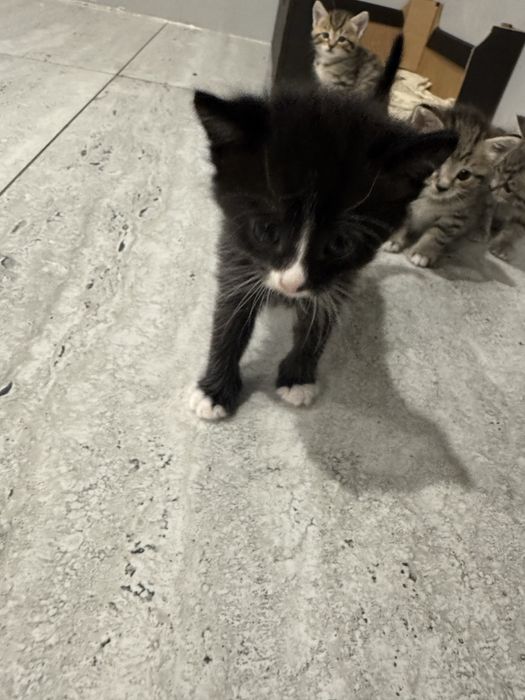 Отдам котят бесплатно
