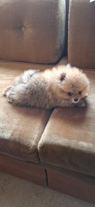 Мини мини Померан