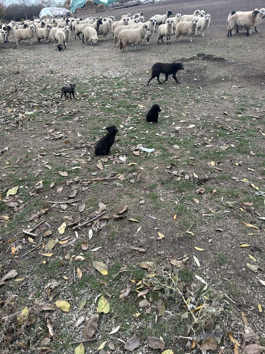 Catei de intors mudi