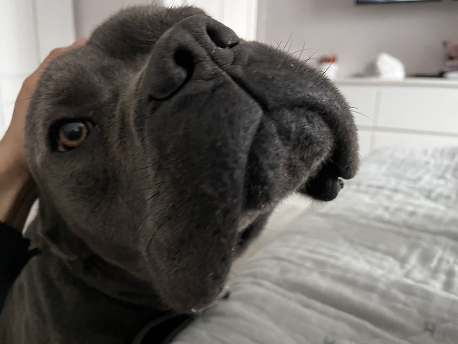 Пропала собака порода Кане корсо