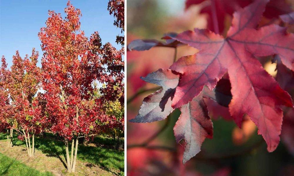 Arborele De Guma (Liquidambar )