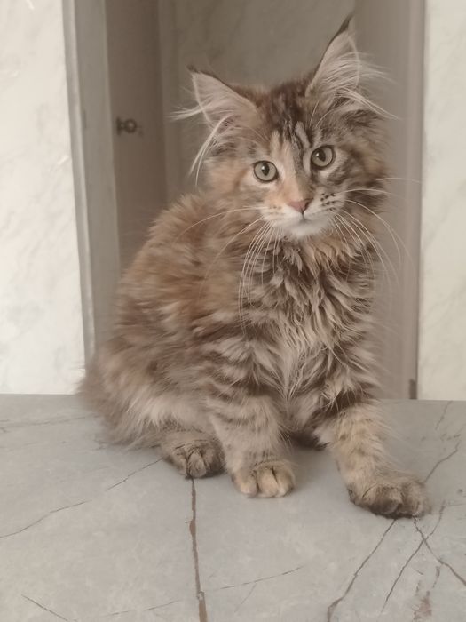 Котята мейн-куны