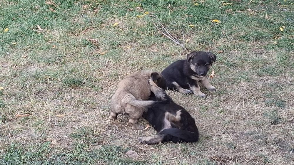 Бесплатно отдам щенят