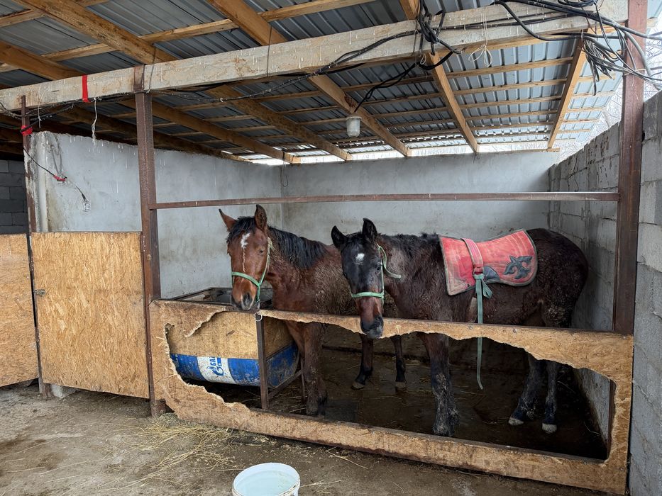 Продам дом с откормом для скота