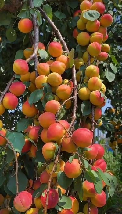 Pomi Fructiferi Columnari (CAIS )