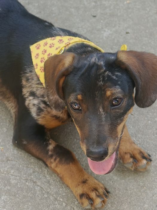 Pui de cățelușă spre adopție  3 luni de dragoste și energie!