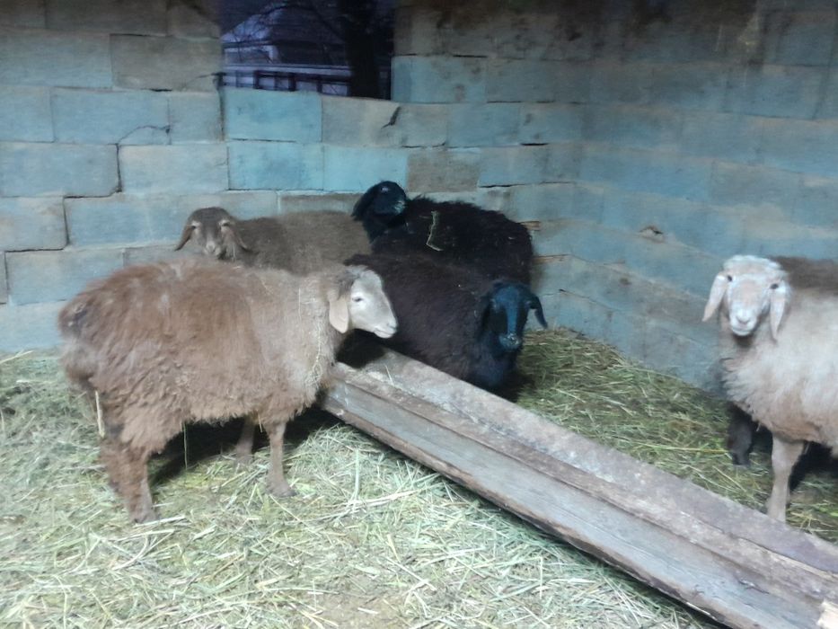 Семіз тоқты. Токты. Токтушки