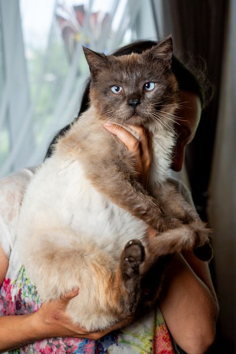 Котик кот Сима для ребенка