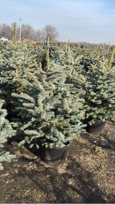 Продам ель Супер Блю