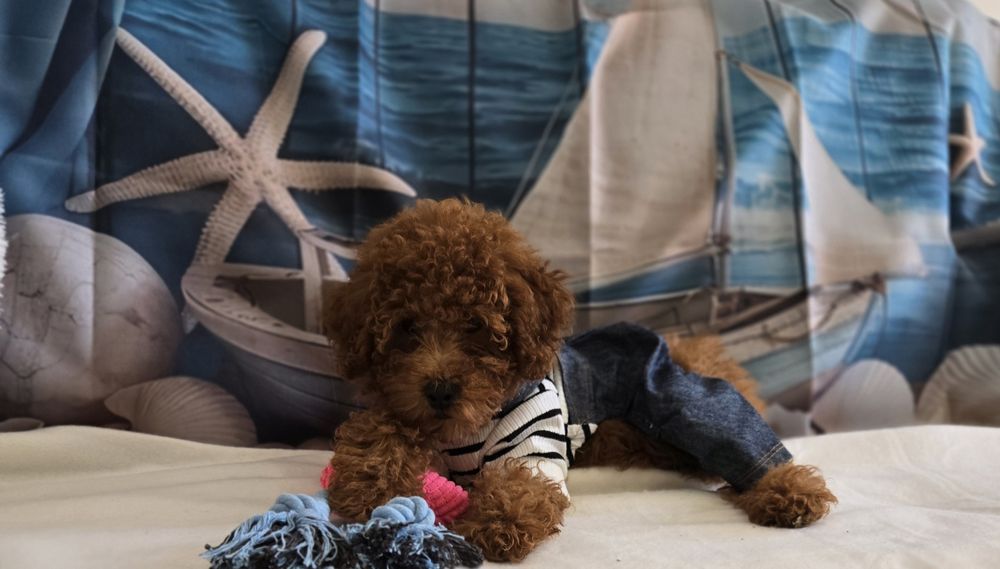 Пудел той  Poodle toy с родословие