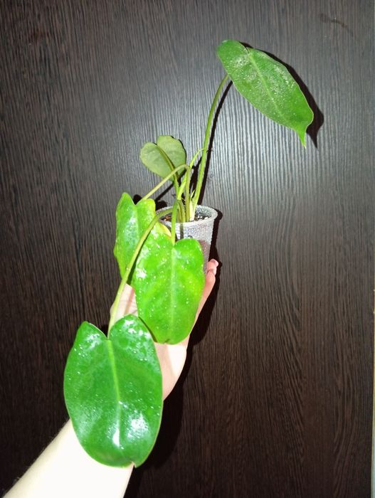 Продам Филодендрон