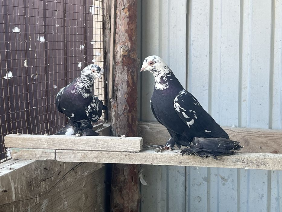 Продам голуби пара