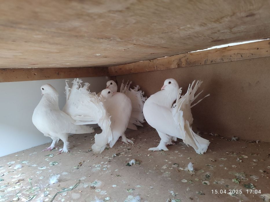 Павлин кабутарлари оптом сотилади 7 дона...