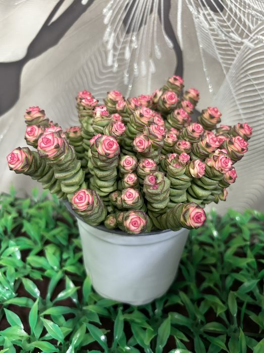 Комнатные  цветы