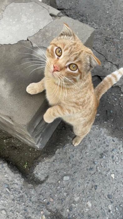 Отдам кота в добрые руки