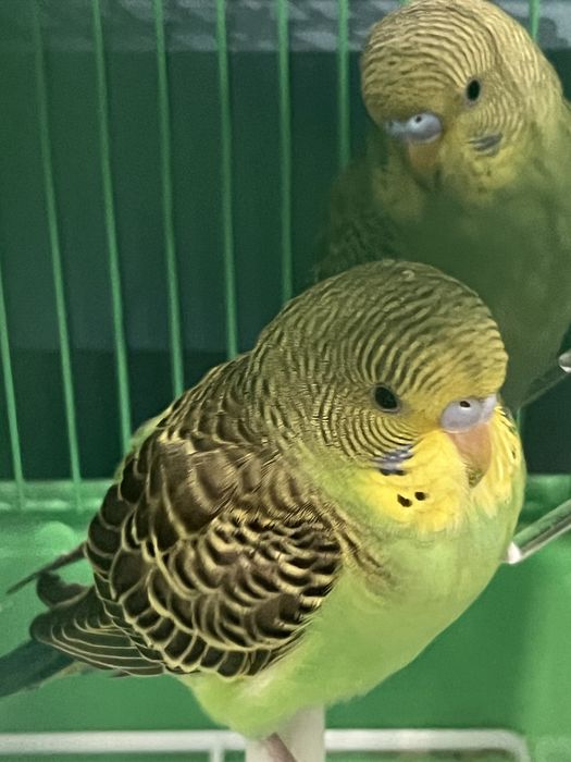 Попугай сатылады