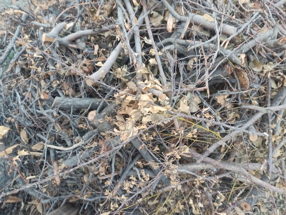 O'tin zaldori daraxtidan sotiladi