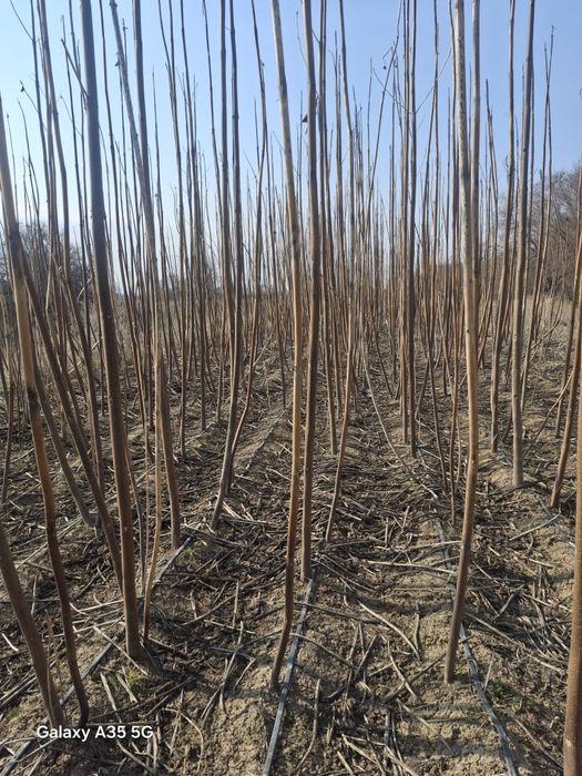 Деревья,ағаштар,повловия