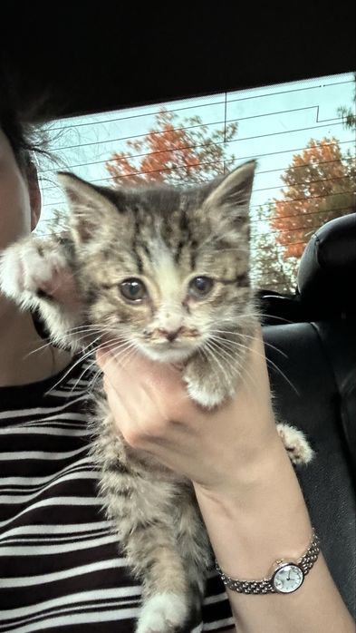 Котенок девочка 1.5 месяца