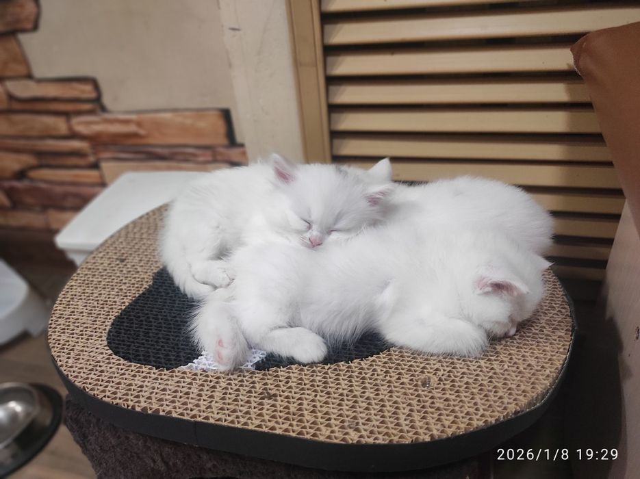 Котик Шотландский