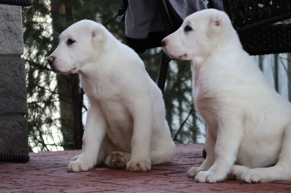 Белоснежные щенки