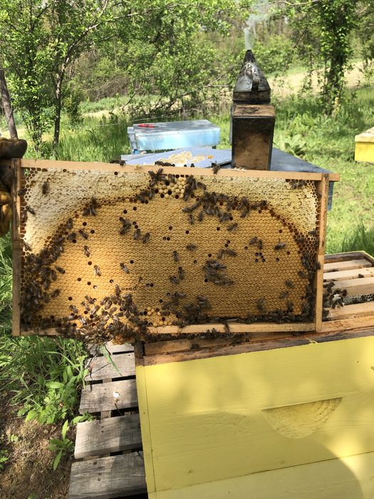 Пчелни отводки