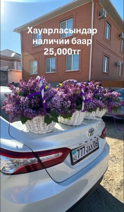 Сирень свежий.