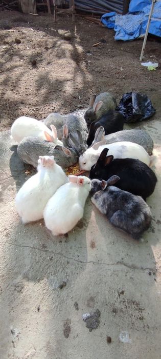 куён, кролик, зайцы, quyon