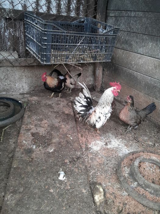 Găini pitice tinere