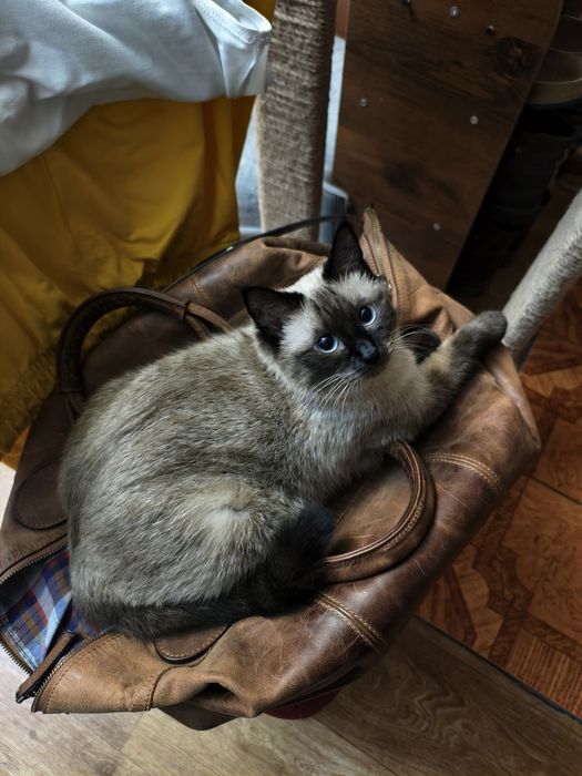 Ищем кота для вязки