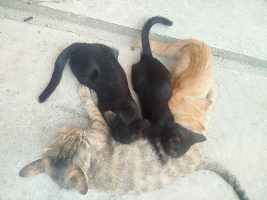 Продаются 3 котята,