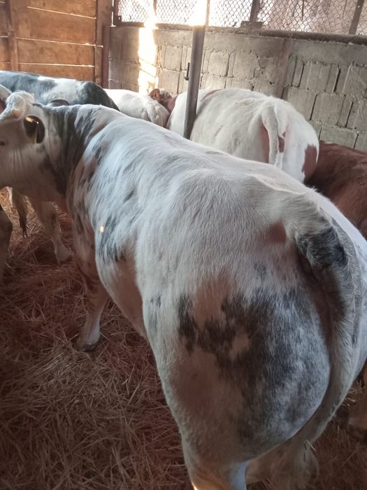 Vând 9 viței belgieni și bălțate