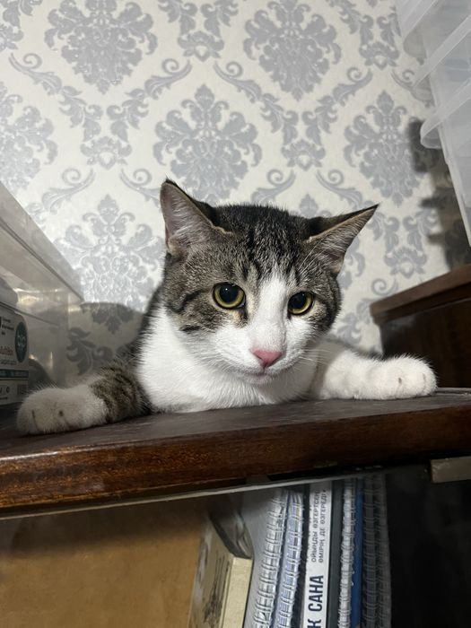 Отдам котика в добрые руки ….