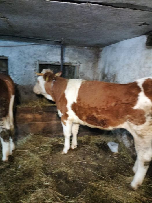 Vând  juninci bălțată gestante