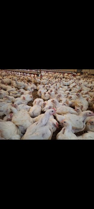 Vând pui albi și rasa mixta