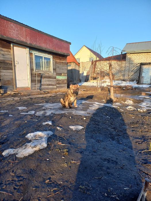 Продам щенков ,,Алабай,,,